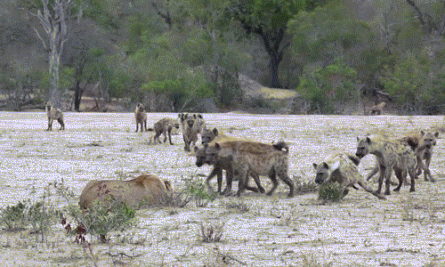 Không ngờ rằng, sau khi trinh thám và biết rằng sư tử cái chỉ có một mình, đàn linh cẩu ranh mãnh quyết tâm tấn công mãnh thú.