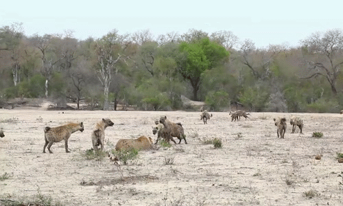Tại khu bảo tồn động vật hoang dã Londolozi Game Reserve thuộc công viên quốc gia Kruger, Nam Phi, những người quản lý đã ghi lại được cảnh tượng vô cùng kịch tính và thú vị, khi linh cẩu cậy đông đánh hội đồng sư tử cái.