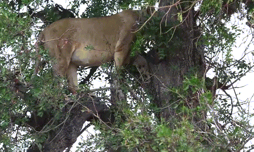 Do đã no bụng, sư tử cái không bồn chồn, nó đứng trên cây quan sát động tĩnh của đàn linh cẩu và chờ đợi cơ hội tẩu thoát, trở về với đàn.