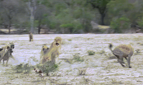 Bị tấn công bất ngờ, sư tử cái gầm lên và điên cuồng cắn trả những con linh cẩu láo xược.