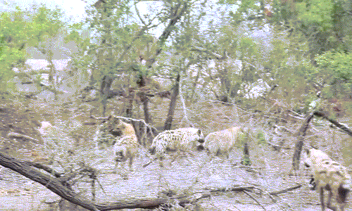 Trong lúc đó, đàn linh cẩu vẫn không buông tha cho sư tử cái, chúng muốn dạy cho sư tử cái bài học về sự coi thường.
