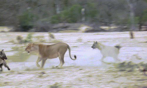 Tuy vậy, do quá khinh địch, sư tử cái bị linh cẩu tấn công liên tiếp bằng những nhát cắn trộm vào phía sau.