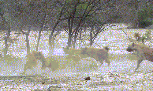 Thậm chí, đã có lúc sư tử cái ngã xuống và bị linh cẩu thừa cơ xông lên tấn công tứ phía, chúng cắn vào đầu, vào cơ thể, vào thân mình sư tử, khiến sư tử thực sự bị cuống.