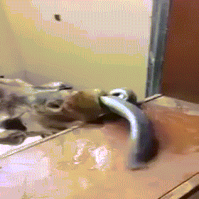  Ảnh động thú vị cho thấy chiếc lưỡi chuyển động như rắn của hươu cao cổ.