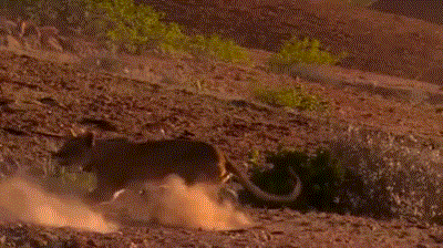  Ảnh động ấn tượng về thế giới động vật hoang dã. Khi bị săn đuổi, hươu cao cổ tung vó đá sư tử sưng mõm.