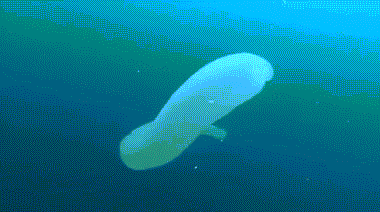 Sinh vật biển kỳ lạ dưới lòng đại dương.