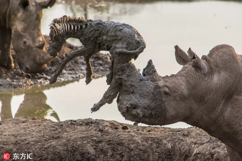 Độc: Động vật hóa thân anh hùng cứu bạn bè khác loài