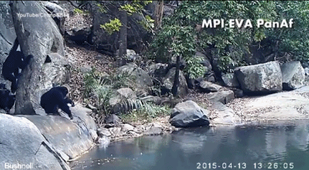 Tinh tinh thường được coi là động vật thông minh nhất trong bộ linh trưởng, trí thông minh của tinh tinh khiến rất nhiều hành vi của chúng giống với con người. Nhiều năm trước đây, chúng ta đã biết rằng tinh tinh có thể sử dụng các công cụ để thu thập thức ăn, thậm chí chúng có thể chọn công cụ khác nhau tùy thuộc vào môi trường sống. (Nguồn Sina)
