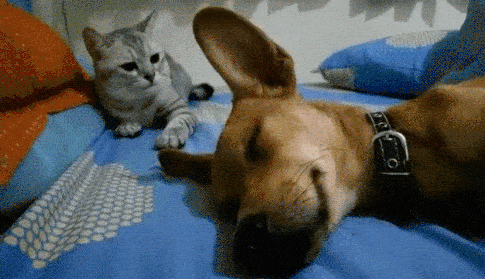 Để trừng phạt chú chó dám ngủ trên giường chủ nhân cùng mình, con mèo đầu gấu này tát thật mạnh vào đầu chó cưng để cảnh cáo. (Nguồn Viralnova)