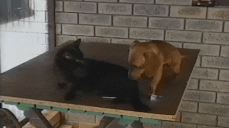 Vừa định trả thù mèo, chú chó này đã nhận ngay cái kết đắng khi bị mèo tát rơi xuống đất. (Nguồn Viralnova)