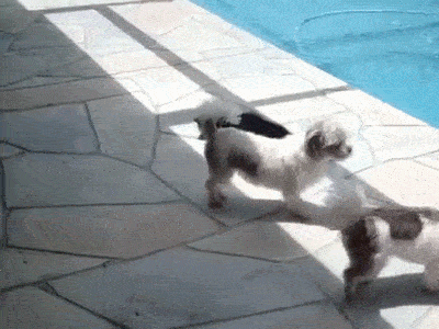 Chắc chắn ở ngôi nhà này, mèo bắt nạt chó đã thành quen. Chỉ cần thấy chó dám bén mảng đến bên cạnh, con mèo này điên tiết đẩy thẳng chó xuống hồ bơi. (Nguồn Viralnova)