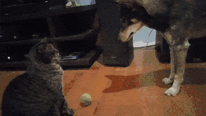 Bắt nạt chó thành quen, chú mèo này kiên quyết không cho chó động vào quả bóng tennis yêu thích. (Nguồn Viralnova)