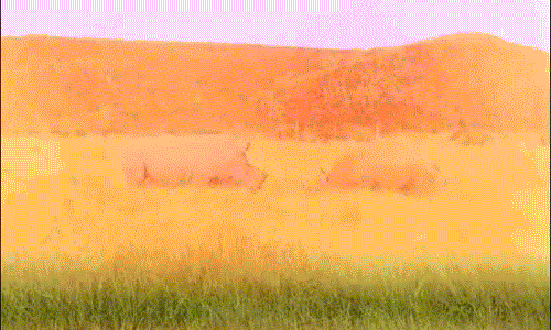 Nếu xét về ưu thế trọng lượng, chiều cao, tê giác trắng có lợi thế hơn hẳn. Tuy nhiên tê giác đen sở hữu chiếc sừng nhọn hoắt, thứ vũ khí khiến sư tử nể nang vài phần. (Nguồn Dailymail)