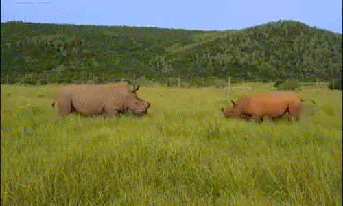 Tê giác trắng cao hơn 1,8m, nặng trên 2500kg, tốc độ 50km/h. (Nguồn Dailymail)