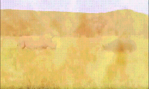 Tê giác đen cao trên 1,6m, nặng trên 1400kg, tốc độ có thể lên tới 55km/h. (Nguồn Dailymail)