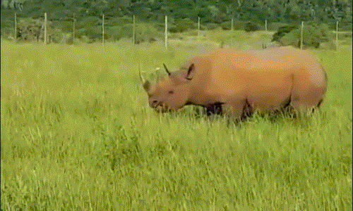 Do chế độ ăn khác nhau, tê giác đen và tê giác trắng thường không chạm trán, chúng phân rõ khu vực riêng và tuân thủ chặt chặt luật giới nghiêm về lãnh địa. Rất hiếm khi có cuộc gặp gỡ như thế này. (Nguồn Dailymail)