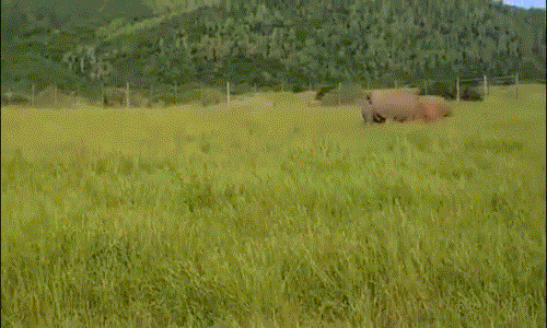 Vì thế đây là trận đấu cân sức, cân tài. Hai con tê giác đen và trắng lao vào nhau để thử sức đối phương, chúng không ngần ngại tung hết sức mình. (Nguồn Dailymail)