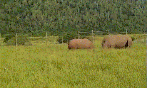 Cuộc chiến diễn ra dữ dội trong khoảng vài phút. Sau đó cả tê giác đen và tê giác trắng đều chủ động tách ra để thăm dò đối phương. (Nguồn Dailymail)