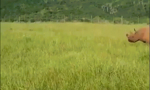 Hướng dẫn viên Wayne Howarth đã ghi lại được cảnh tượng thú vị và kịch tính khi tê giác đen và tê giác trắng găp nhau tại khu vực Eastern Cape thuộc Nam Phi. (Nguồn Dailymail)