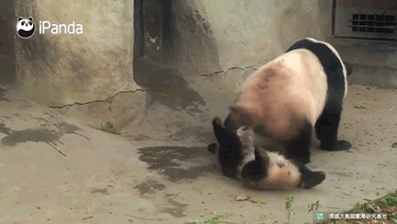 Không quan tâm gấu trúc con vẫn đang nằm phía sau, khi ngứa, gấu trúc mẹ vẫn nhè mặt con mà gãi, khiến gấu trúc con chịu cảnh bi thảm mà không thể chống cự. (Nguồn Sina)