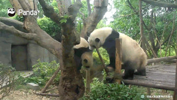 Mặc dù đã cố gắng cẩn thận nhưng cuối cùng, gấu trúc mẹ hậu đậu vẫn làm rơi con mình. May là lông và mỡ của gấu trúc con dày nên không bị thương nặng. (Nguồn Sina)