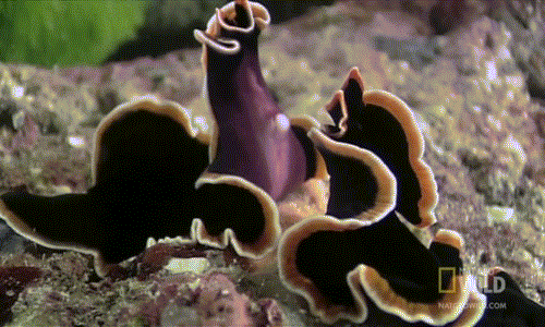 Thua cuộc, con giun dẹp bên phải cúi đầu thần phục, chấp nhận làm thân phận phái yếu.