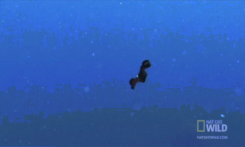 Tuy vậy, đến lúc động dục, muốn làm "chuyện ấy", hai con giun dẹp sẽ chiến đấu với nhau bằng chính... "cậu nhỏ" hình dao găm của mình.