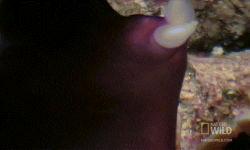 Ngay sau đó, nó sẽ bị kẻ thắng cuộc đâm thẳng "cậu nhỏ" hình dao găm vào cơ thể.