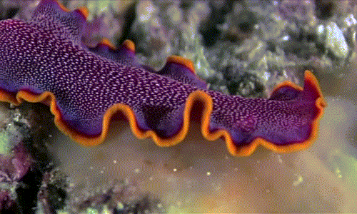 Trong vương quốc động vật, có lẽ tập tục làm "chuyện ấy" của giun dẹp thực sự là tập tục quái đản nhất, khiến người người ghê rợn.