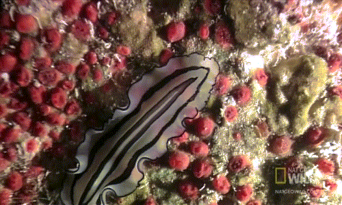 Trong thực tế, giun dẹp là loài động vật lưỡng tính, vừa có thể làm bố vừa có thể làm mẹ. Bình thường, giun dẹp sở hữu một dương vật có ngoại hình giống như lưỡi dao găm và chúng thường sử dụng lưỡi dao đó để kiếm thức ăn.