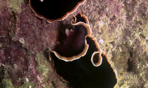 Chuyện kinh khủng nhất của chúng chính là sau khi kết thúc trận đấu, kẻ thua sẽ phải chịu cảnh bị kẻ thắng đâm "cậu nhỏ" vào cơ thể đầy đau đớn.