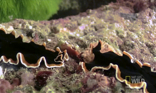 Sở dĩ có trận chiến tình yêu kỳ quái này là do kết quả thắng thua sẽ quyết định con nào phải làm mẹ.