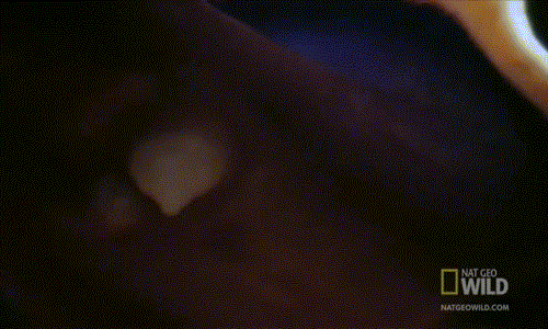 Tuy vậy, chuyện bất đắc dĩ phải làm mẹ không phải là chuyện kinh khủng nhất đối với loài giun dẹp. Trong ảnh là cận cảnh "cậu nhỏ" hình nhọn của loài giun dẹp.