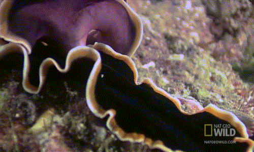 Không có dạo đầu, không có kích thích, sau khi nhận đủ lượng, con giun dẹp thua cuộc sẽ bơi đi và thực hiện thiên chức làm mẹ trong khi kẻ thắng trở thành người cha vô trách nhiệm, tiếp tục bơi đi.