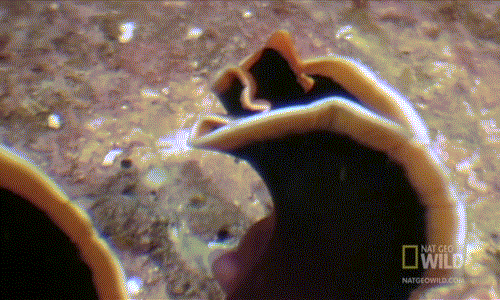 Con thắng sẽ được duy trì nòi giống một cách nhàn hạ, được tiếp tục tự do còn kẻ thua sẽ phải chịu cảnh làm mẹ với trách nhiệm đầy mình.