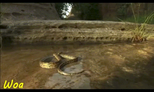 Phát hiện một tổ kiến gần đầm nước, con trăn nhỏ dại dột lại gần mà không ngờ rằng sự tò mò đã khiến nó phải trả giá vô cùng đắt. Tổ kiến mà nó trêu chọc vào chính là dinh thự của loài kiến Myrmecia, còn gọi là kiến chiến binh hay kiến bulldog.