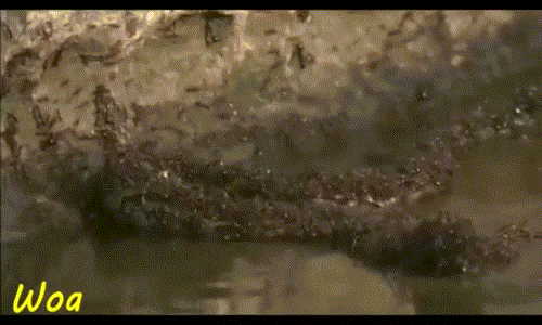 Đau đớn, con trăn nhỏ trầm mình xuống nước để xua đuổi bớt những con kiến chiến binh hung dữ đang không ngừng cắn xé, tiêm độc vào cơ thể mình.