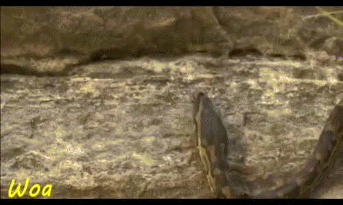 Khi tiếp cận tổ kiến, con trăn đã khiến loài kiến này bị đe dọa. Vốn không coi những con kiến bé nhỏ ra gì nhưng rất nhanh chóng, con trăn đã phải hối hận vì hành động của mình.