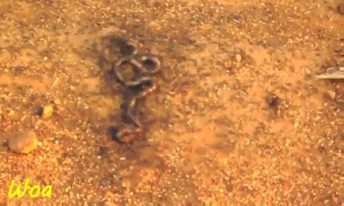 Có lẽ quá đau đớn và ngấm độc sâu, ngay cả khi bò lên nền đất khô ráo, con trăn nhỏ cũng không thể trốn thoát khỏi sự bám riết của đàn kiến tử thần.