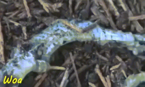 Cuối cùng, con trăn nhỏ bị cả đàn kiến ăn sạch sẽ, chỉ chừa lại bộ da.