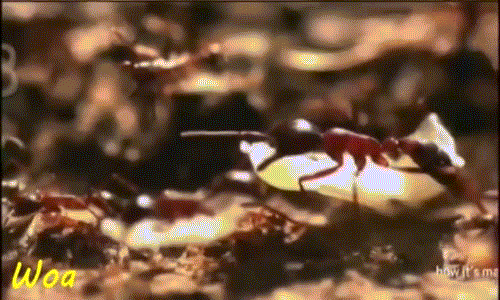 Sở dĩ có cái tên kiến chiến binh bởi loài kiến Myrmecia này rất tàn bạo, hung dữ và hơn hết, chúng sở hữu nọc độc có thể giết chết một người trưởng thành.