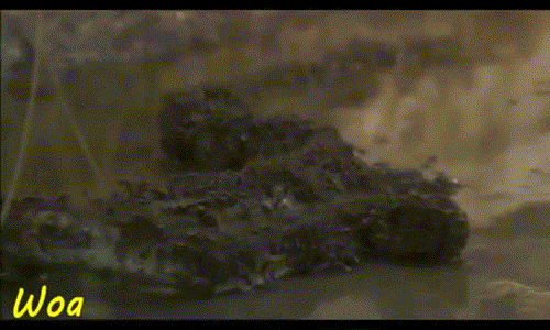 Con trăn nhỏ tuyệt vọng cố gắng uốn mình để trốn thoát khỏi cái chết đang đến gần.