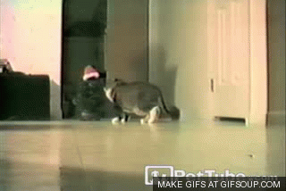 Giật nảy mình vì cây thông Noel đội mũ, chú mèo vô cùng ác cảm với Giáng sinh.