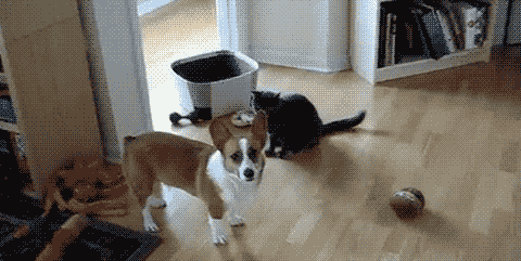 Trêu chọc chú chó Corgi chân ngắn, mèo ta lao đến dúi đầu khiến chó tức điên. Nguồn: L25