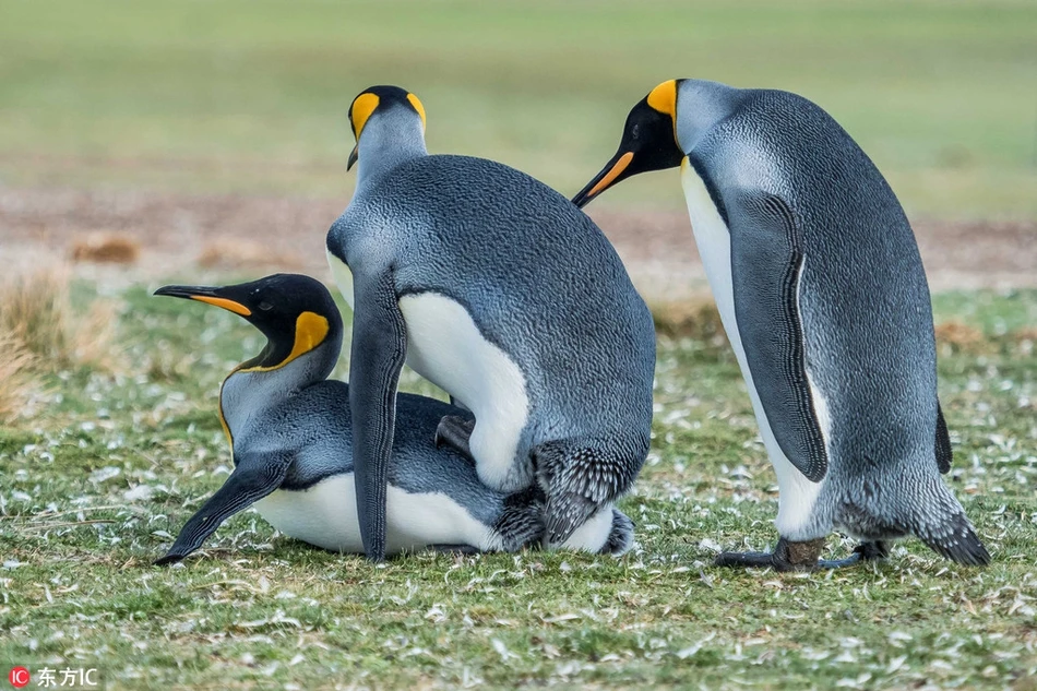 Chim cánh cụt khoe mẽ, quyết làm "kẻ thứ 3" tội đồ