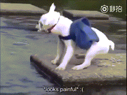 Khoảnh khắc khó tin có thật này xảy ra ở Nhật, chú tinh tinh thông minh có nhiệm vụ dẫn chó cưng băng qua một hồ nước và đã thành công. (Theo Sina)