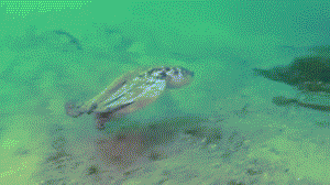 Màn tử chiến ngoạn mục của những sinh vật dưới đáy đại dương có thể khiến bạn tròn mắt bởi khả năng tàng hình của chúng. (Theo Sina)