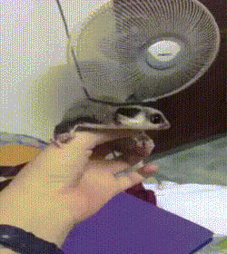 Thấy gió, con sóc bay đáng yêu này xòe tứ chi để thử cảm giác mạnh.