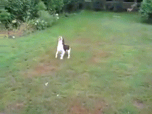 Chú chó ngốc nghếch không hề biết lượng sức mình.