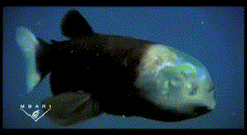 Con cá có bộ não trong suốt khiến người xem kinh ngạc.